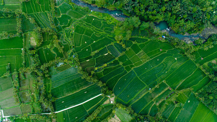 Arial drone landscape Bali green nature, rice terrace from above. High view of palm's trees forest and river