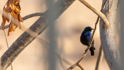 One male of palestine sunbird sitting in the branches