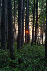 Sunstar at sunset as viewed through a forest along the coast