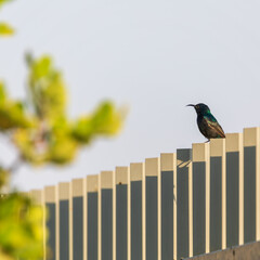 One male palestine sunbird sitting on fence