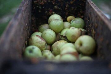 A bunch of apples in the fruit grinder machine, fruits in wooden fruit mill in garden, preparation for home making alcohol