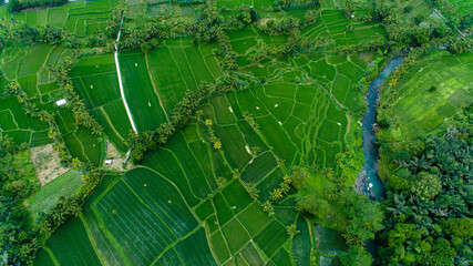Arial drone landscape Bali green nature, rice terrace from above. High view of palm's trees forest and river