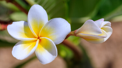 White flower on small plumeria tree
