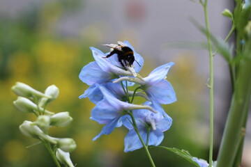 bumblebee on a blue flower