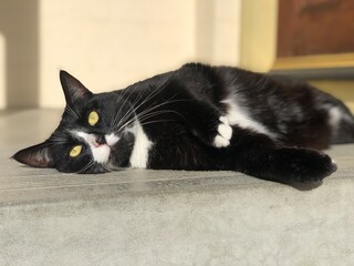 寝転がるハチワレのタキシードキャット