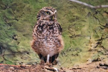 Vogelpark Walsrode
