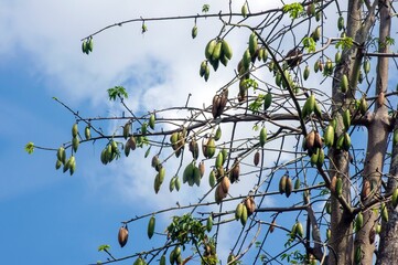 White silk cotton tree (Ceiba pentandra), Kapuk Randu (Javanese), the perennial fruit can be used to make mattresses and pillows