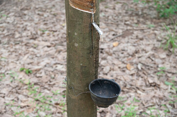 Young rubber in southern Thailand