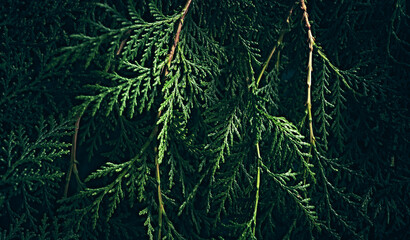Evergreen twigs background for Christmas