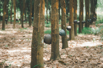 Rubber trees are being extracted from latex to produce rubber.