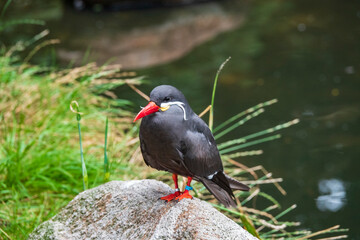 Vogelpark Walsrode