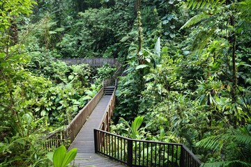 Hiking trail in Guadeloupe rainforest