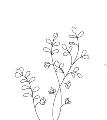 branches of a tree flowers on  white  background 