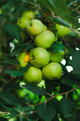 apples on tree, harvest in fall autumn, wallpaper 