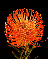 Leucospermum flower growing on black background