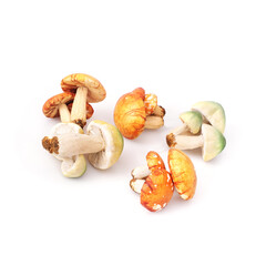 Autumn mushrooms isolated on a white background