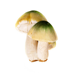 Three white-green mushrooms isolated on white background