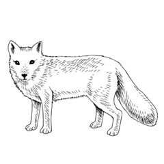 Hand drawn Arctic fox, Vulpes lagopus