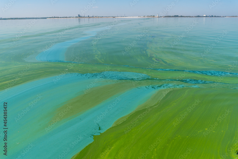 Wall mural Water pollution by blooming blue-green algae - Cyanobacteria is world environmental problem. Water bodies, rivers and lakes with harmful algal blooms. Ecology concept of polluted nature.