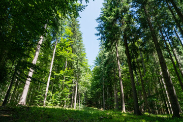 Fototapeta na wymiar A walk in the Carpathian forest in Romania