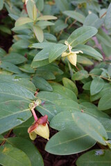 St. John's wort (Hypericum perforatum) is a beautiful yellow flowering plant. Learn about its history, usage as an ornamental, and care instructions.