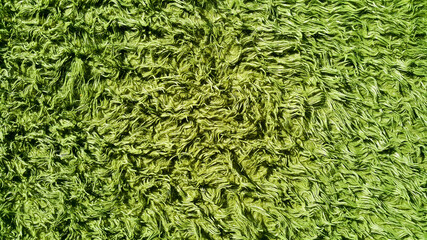 Green grass texture can be use as background.