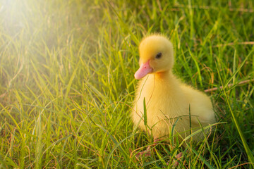 Cute ducklings in the morning on green grass background