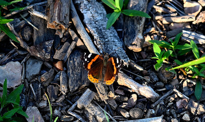 Detailed Colorful Beautiful Butterfly