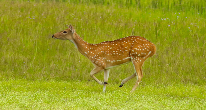 Spotted Deer Running On Green Grass