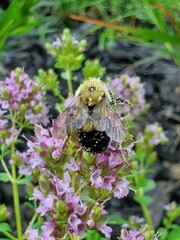 bee on a flower