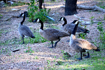 Family of Geese Foraging on Lake Beach