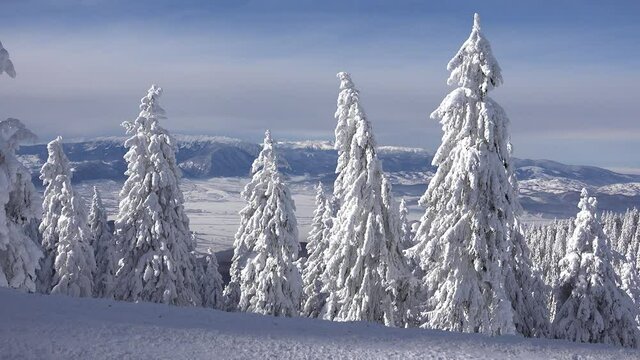 Snowfall in Mountains Landscape, Alpine View in Winter, Snow on Conifer Forest Scene, Winter Scenery