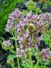 bee on a flower