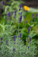 Obraz premium Lavender flowers close-up on a flower bed
