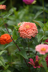 A flower bed with zinnias in the garden