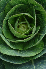 Obraz premium Close up of cabbage head
