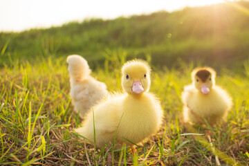 Cute ducklings in the morning on green grass background