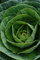 Fototapeta na wymiar Close up of cabbage head