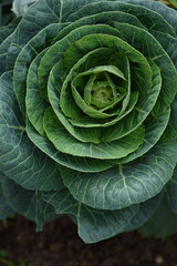 Obraz premium Close up of cabbage head