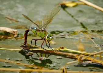 An empress dragonfly lays its eggs in the rainwater pond