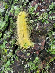 close up of a caterpillar
