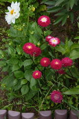 A flower bed with zinnias in the garden