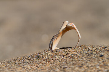 Seashell of rapana venosa (rapa, sea snail, conchifera) on the sand on the beach, beige blurred background