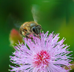 Close up image of a bee on a flower sucking