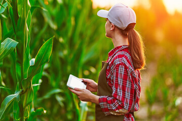 Smart woman farmer agronomist using digital tablet for examining and inspecting quality control of produce corn crop. Modern technologies in agriculture management and agribusiness
