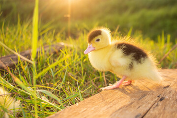 Cute ducklings in the morning on green grass background