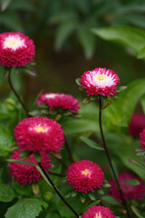 A flower bed with zinnias in the garden