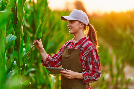 Smart woman farmer agronomist using digital tablet for examining and inspecting quality control of produce corn crop. Modern technologies in agriculture management and agribusiness - Powered by Adobe
