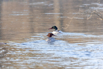 Goosander pair swimming in water