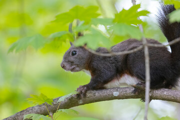 Fototapeta premium A squirrel sits between green leaves on a branch